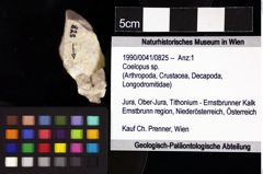 Foto (Objket + Etiketten) von Coelopus sp. 